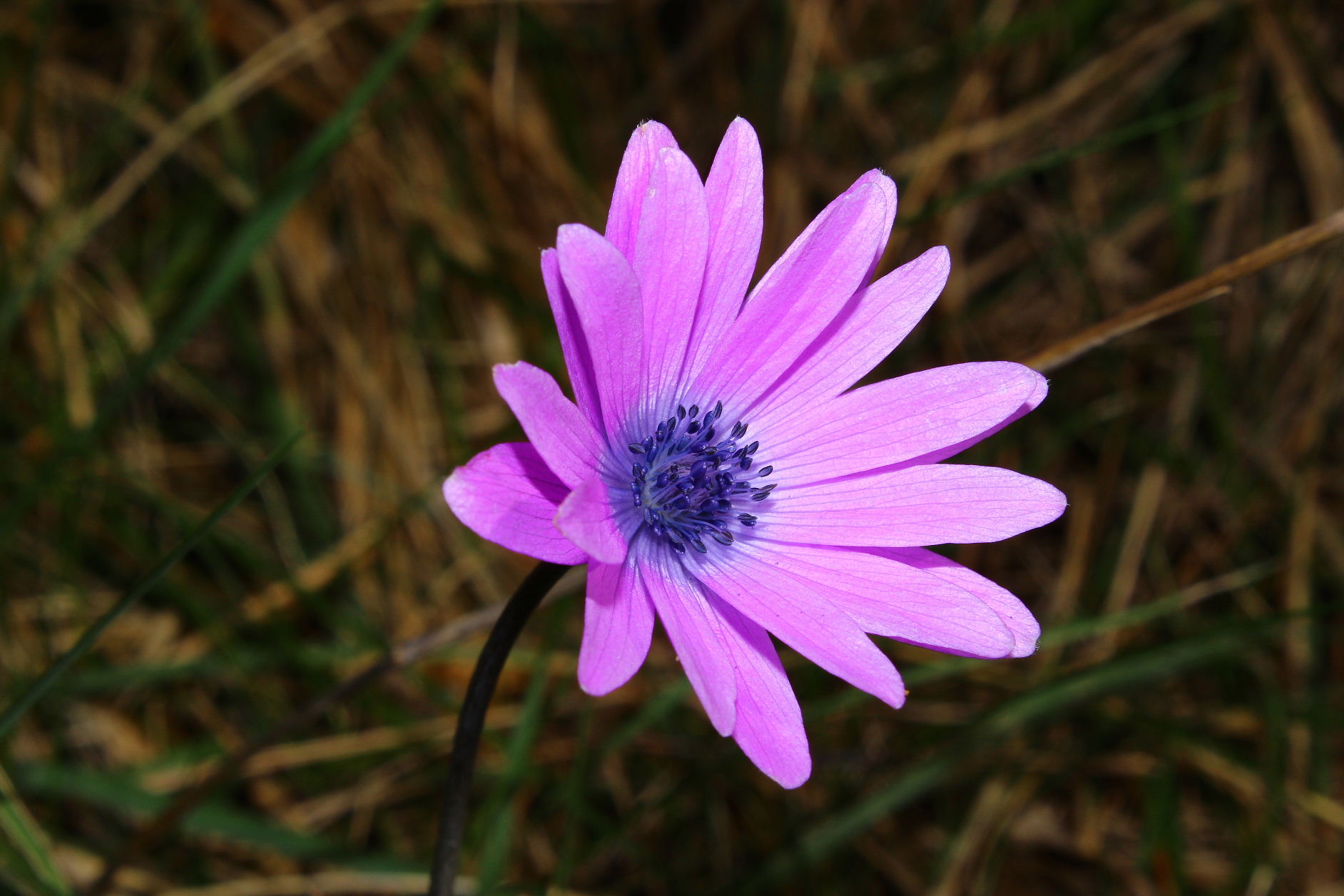 Le ultime arrivate tra le piante gi� fiorite